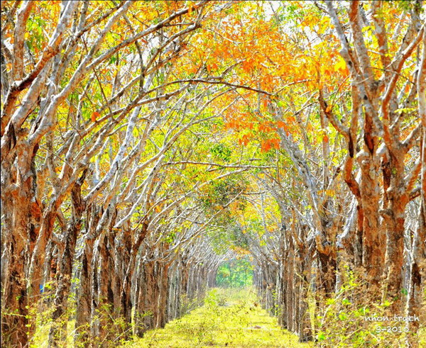 Mùa lá rừng cao su Nhơn Trạch.